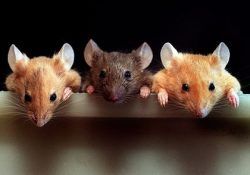 Три мышки смотрят на игрока
