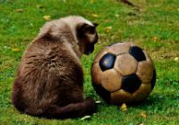 Букмекерская контора и кот с мячом.